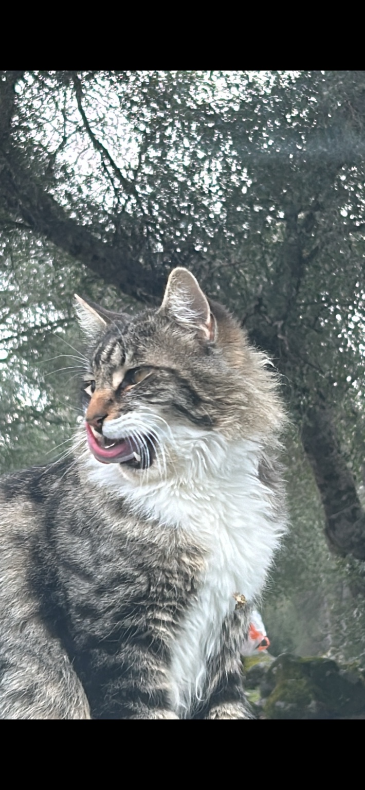 The real cat behind Jaycat